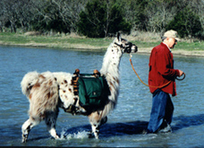 John and Phoenix llama wade in the Pedernales River.