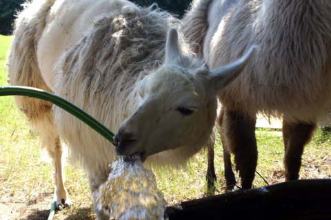 Llama drinks from a water hose.